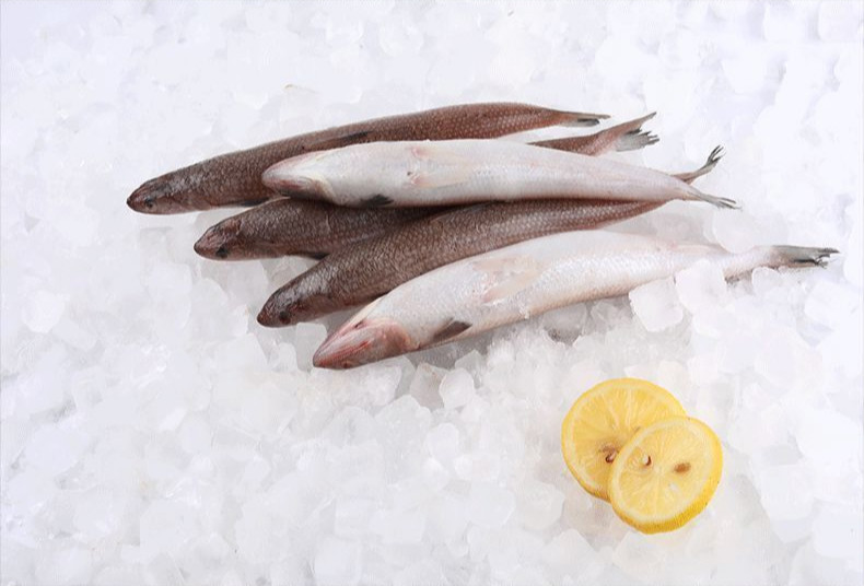 【冷藏发货】小梭鱼新鲜海捕沙丁鱼鲜活小梭鱼海鲜水产 十字丽日 小