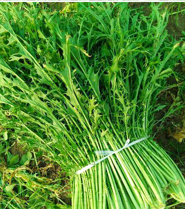 金丝细叶排菜种子雪里蕻雪里红雪菜春季四季菜园盆栽蔬菜种菜种籽