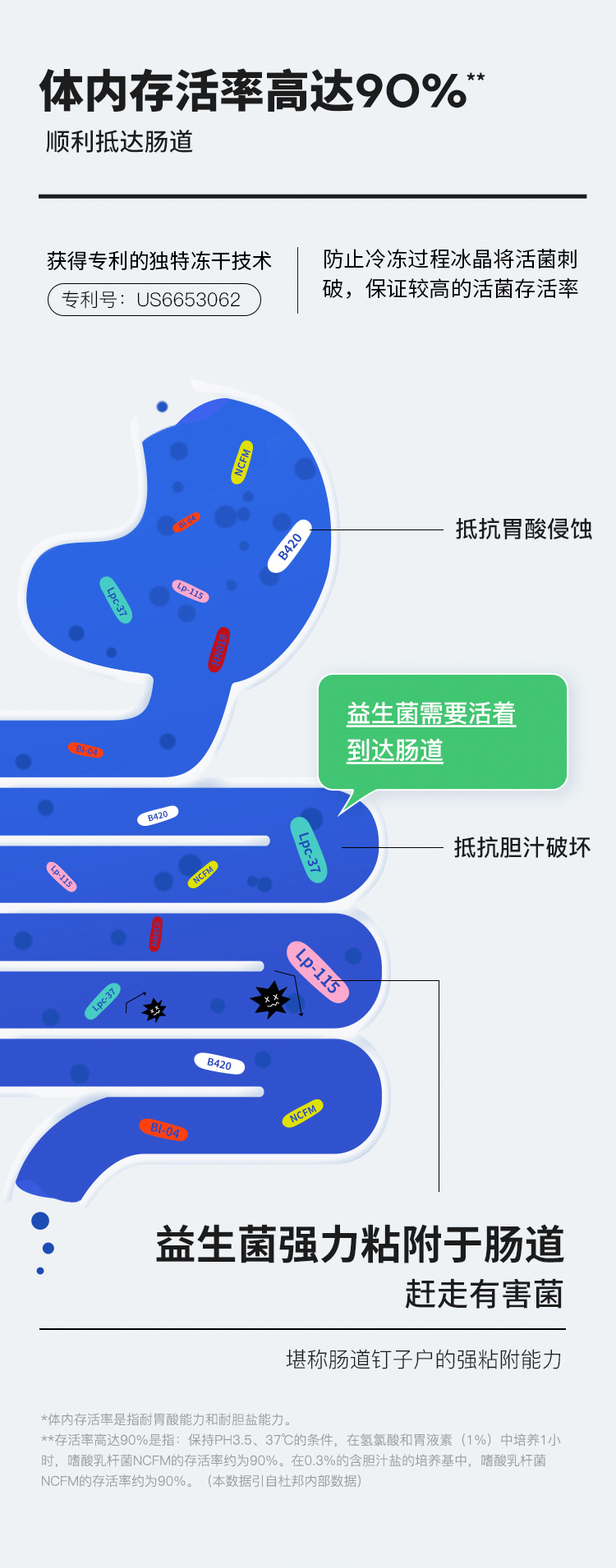 wonderlab小蓝瓶益生菌成年大人儿童女性口腔肠胃便秘益生元30瓶 小蓝