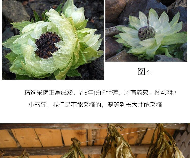 jd滋补疆域宝新疆天山雪莲花干中药材滋补泡酒茶冰山雪莲特级雪莲花