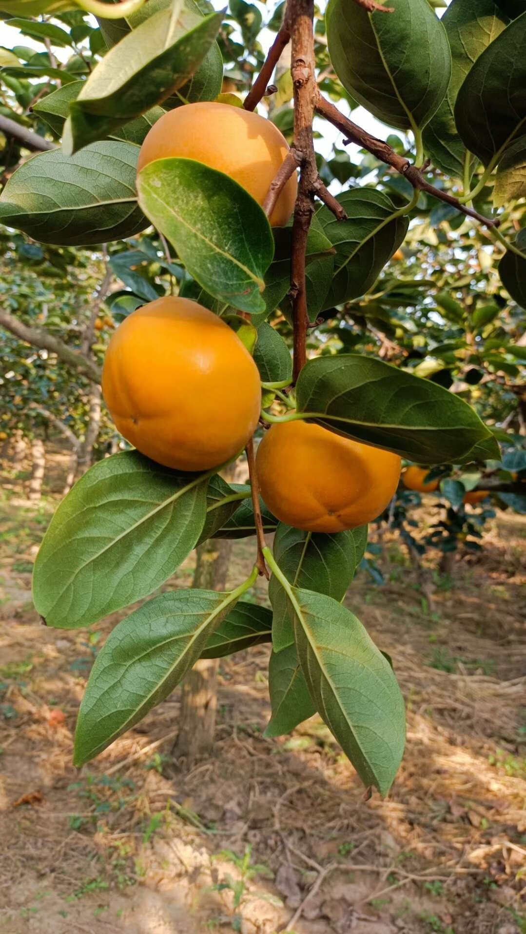 山西运城阳丰脆柿子巧克力脆甜爽冰糖心柿子大果新鲜水果脆柿 3斤 50