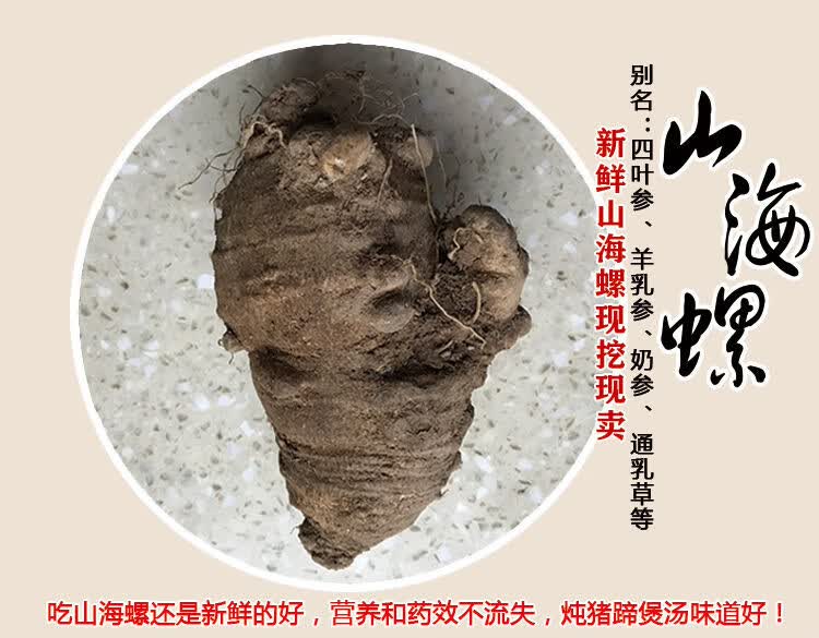 山海螺四叶参奶参羊乳参大个山海螺新鲜现挖大个山海螺一斤500克