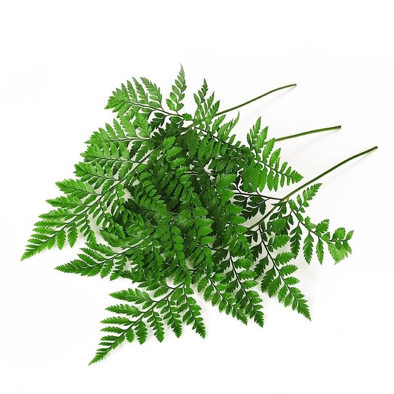 贵妃鲜 芒叶羊齿叶新鲜杨子叶烘培蛋糕点缀装饰西餐日料酒店装饰摆盘