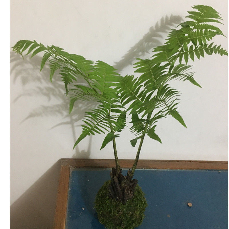 蕨类植物室内绿植网红厥书房茶桌禅意观叶造景沙罗蕨苔藓球盆栽观叶蕨