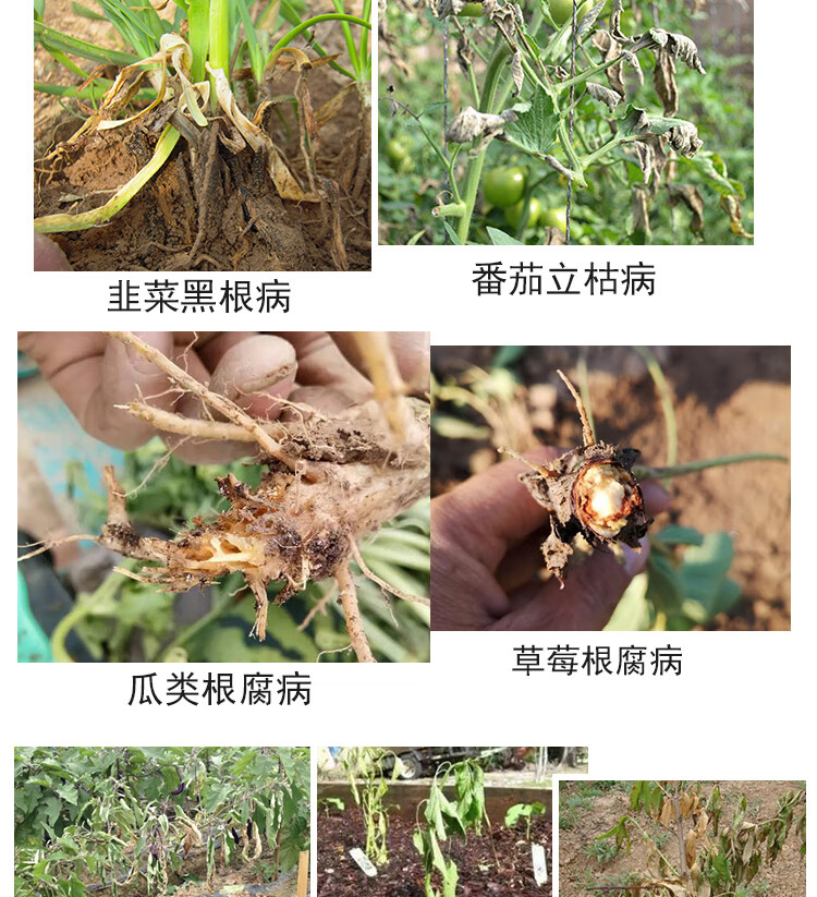 根腐立枯病一喷净杀菌剂辣椒黄瓜番茄青枯病黄萎病专用药北美农大 5盒