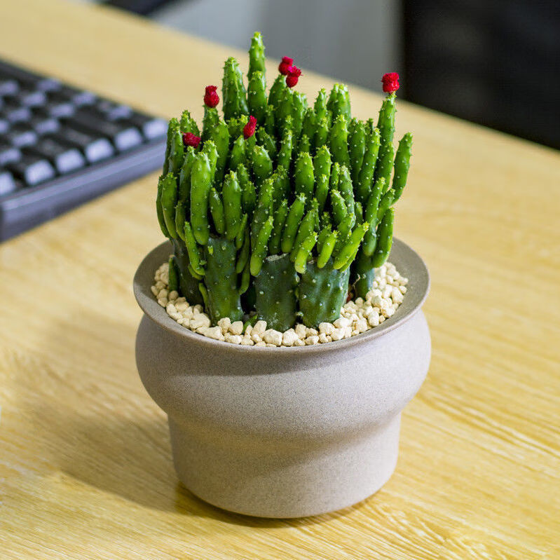 摇钱树聚财手仙人掌多肉植物带盆栽好室内客厅办公室桌面采缇摇钱树雅