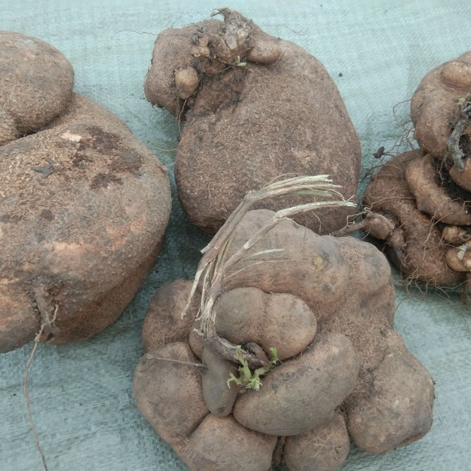 堂贵州中草药新鲜蛇莲500g克中药材雪胆原药苦金盆蛇灵罗锅底 官方