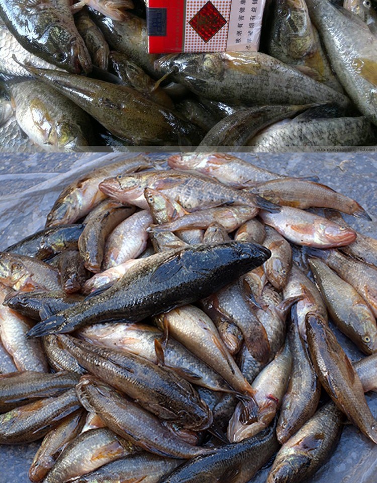 老头鱼黑龙江特产东北河鱼新鲜食用小杂鱼 原味 中大号3斤装(每斤15条