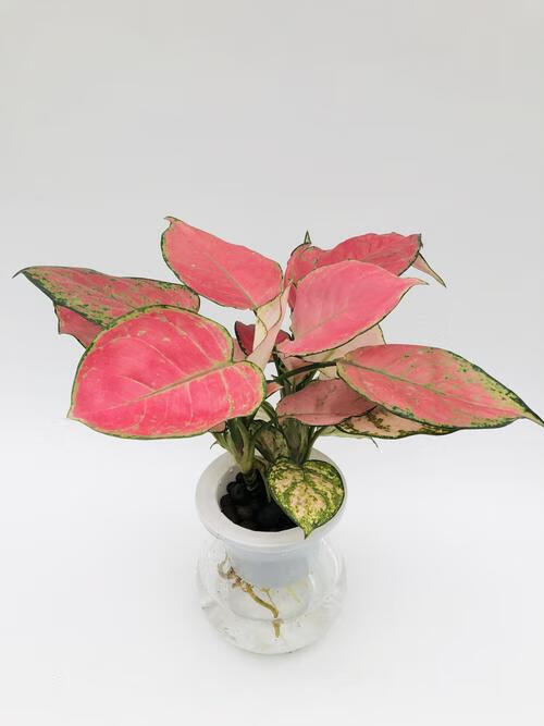 吉利红万年红水培净化懒人花卉吉利红原盆