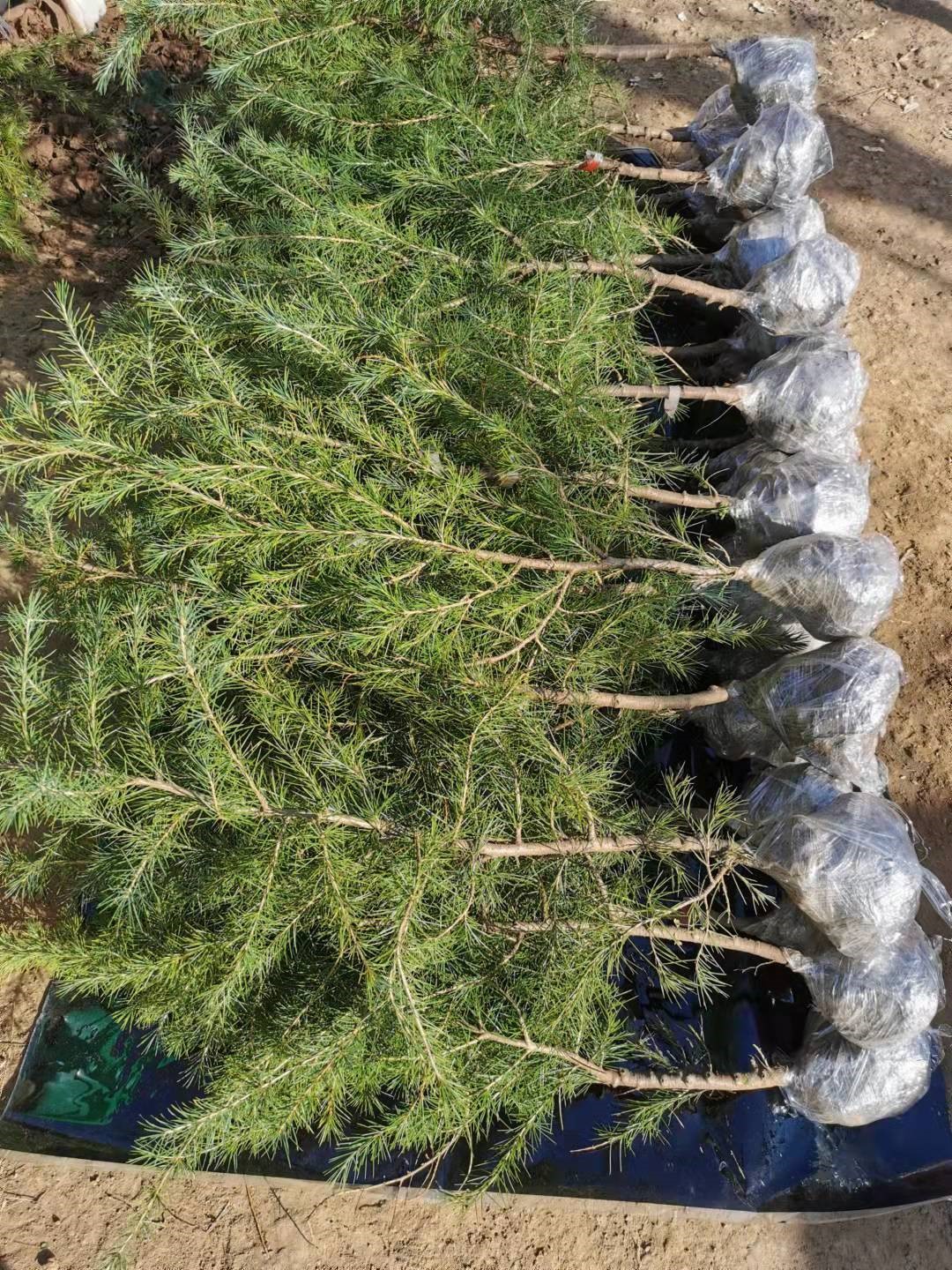 雪松树苗雪松苗雪松小苗黑松树苗白皮松苗雪松树雪松树庭院绿化 雪松