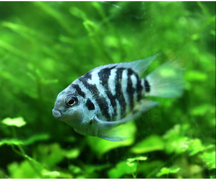 迷你鹦鹉白金蓝色鹦鹉鱼观赏鱼活体热带鱼草缸淡水宠物鱼蓝迷你鹦鹉15