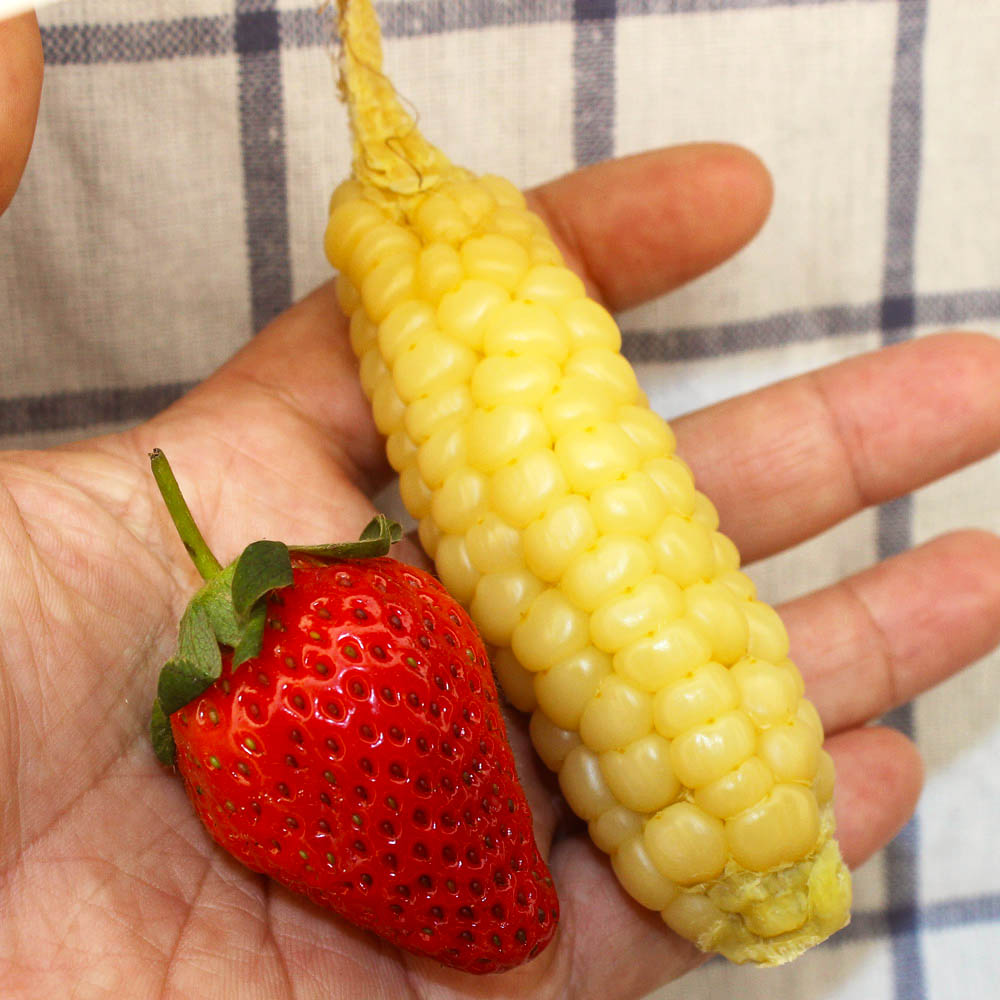 手指玉米云南西双版纳白糯拇指小玉米苞谷雨林情怀网红迷你玉米棒生鲜