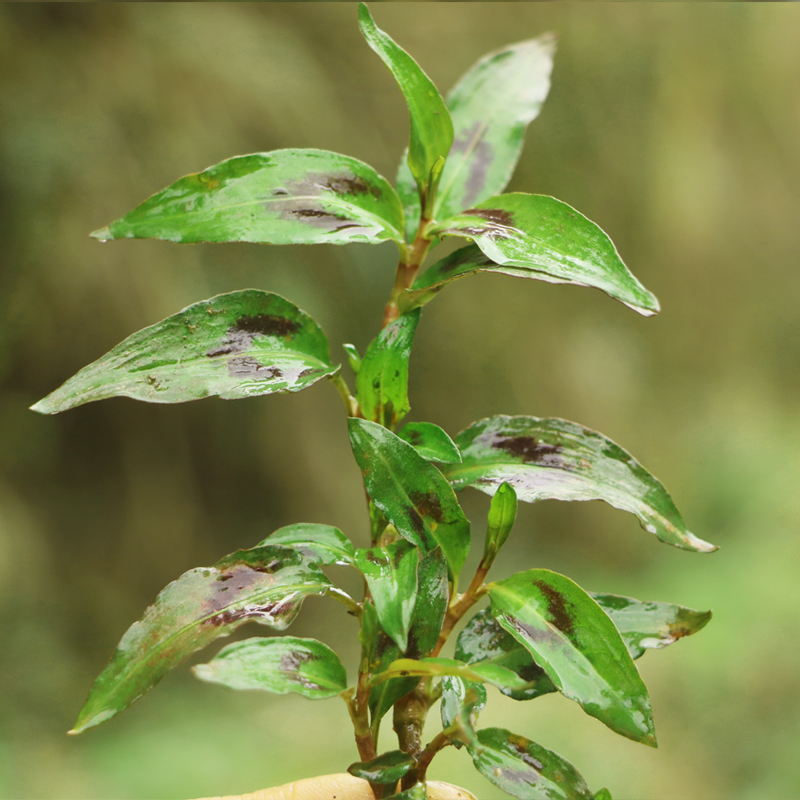 云南香柳香辣蓼鱼生草傣族香料撒撇佐料煮鱼火锅傣味调味香菜生菜2斤