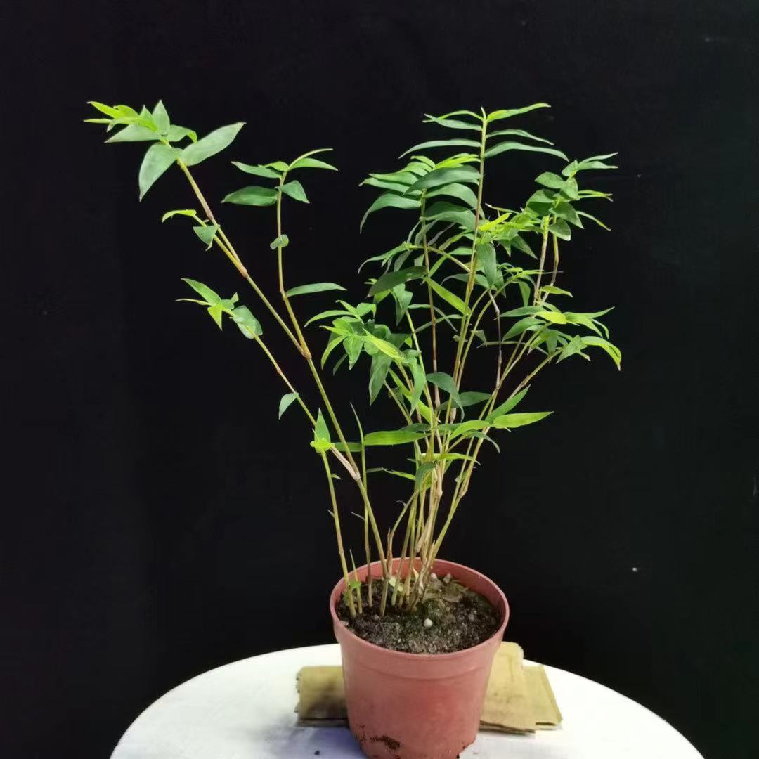轻奢红观音竹金明竹韩国滕竹桌面阳台盆景书房茶桌小盆栽寒 原盆原土
