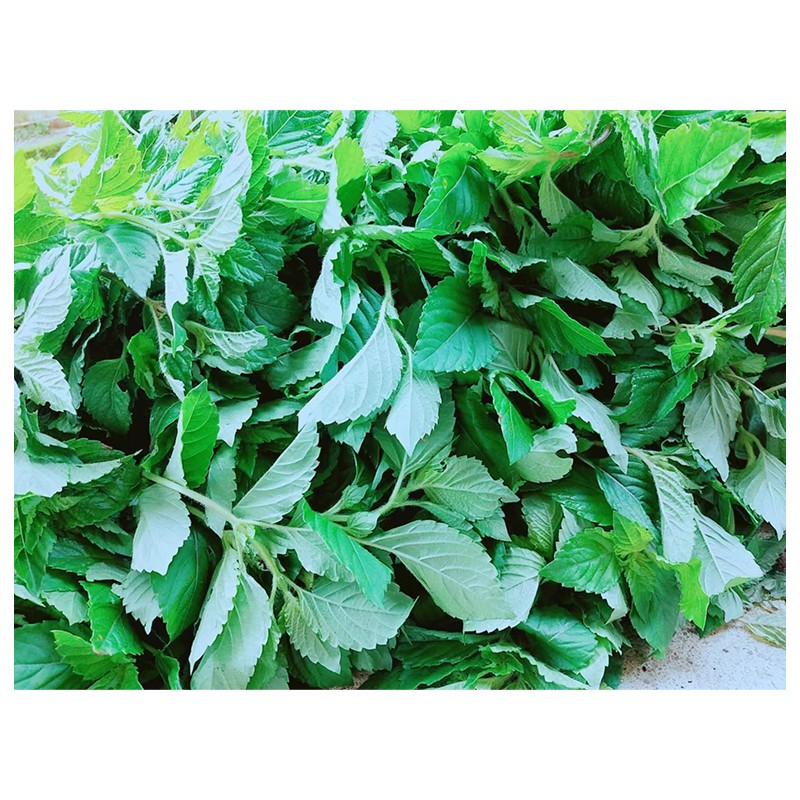 凉粉草新鲜绿凉粉烧仙草仙人草 2斤【图片 价格 品牌 报价】-京东