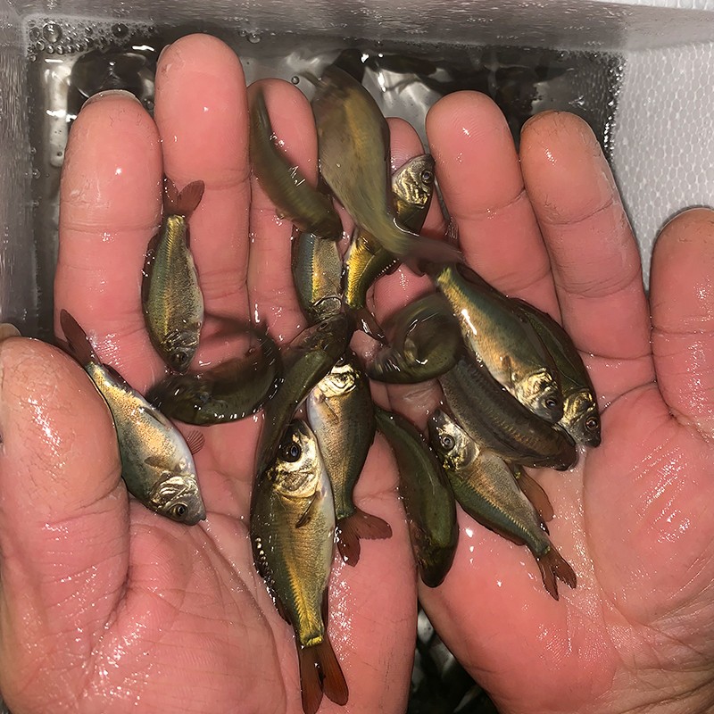 甲鲤鱼苗食用裸斑鱼苗放生批发kww 裸鲤100条6-9厘米送10%备用【图片