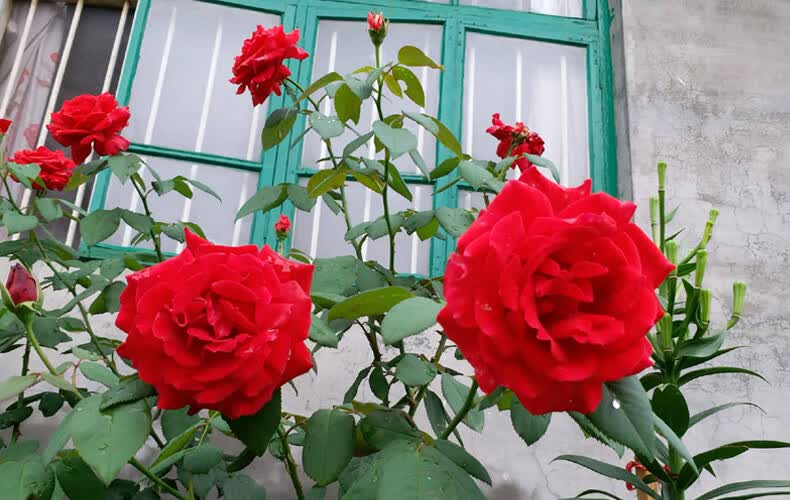 阳台红色大花浓香月季大苗梅朗口红玫瑰花盆栽四季庭院花卉绿植物
