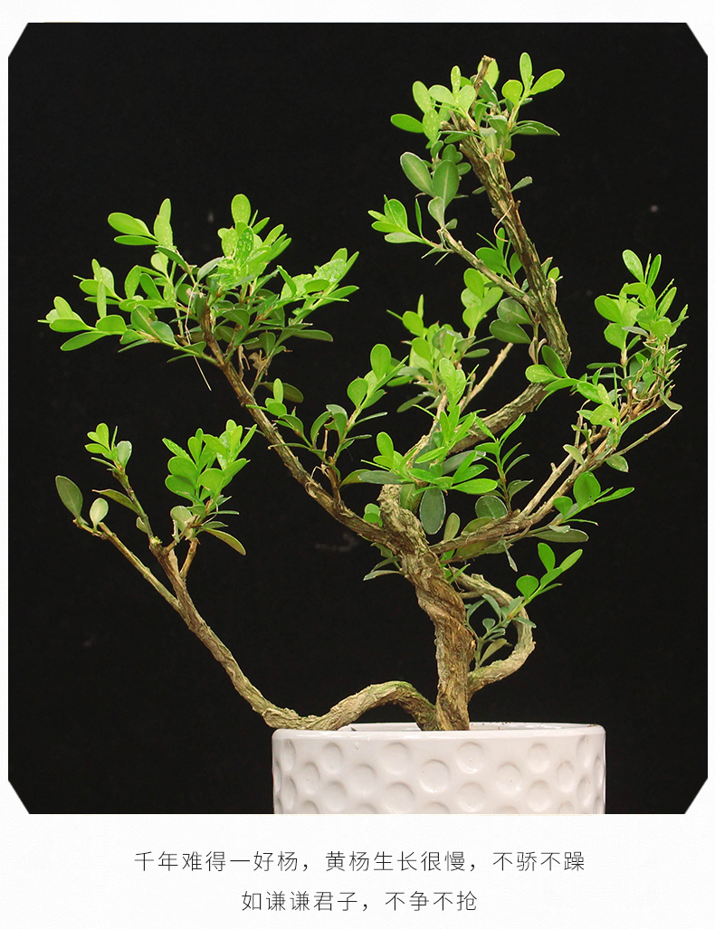 【送货上门】黄杨树 小叶苗瓜子黄杨老桩微型造型小盆景桌面办公室