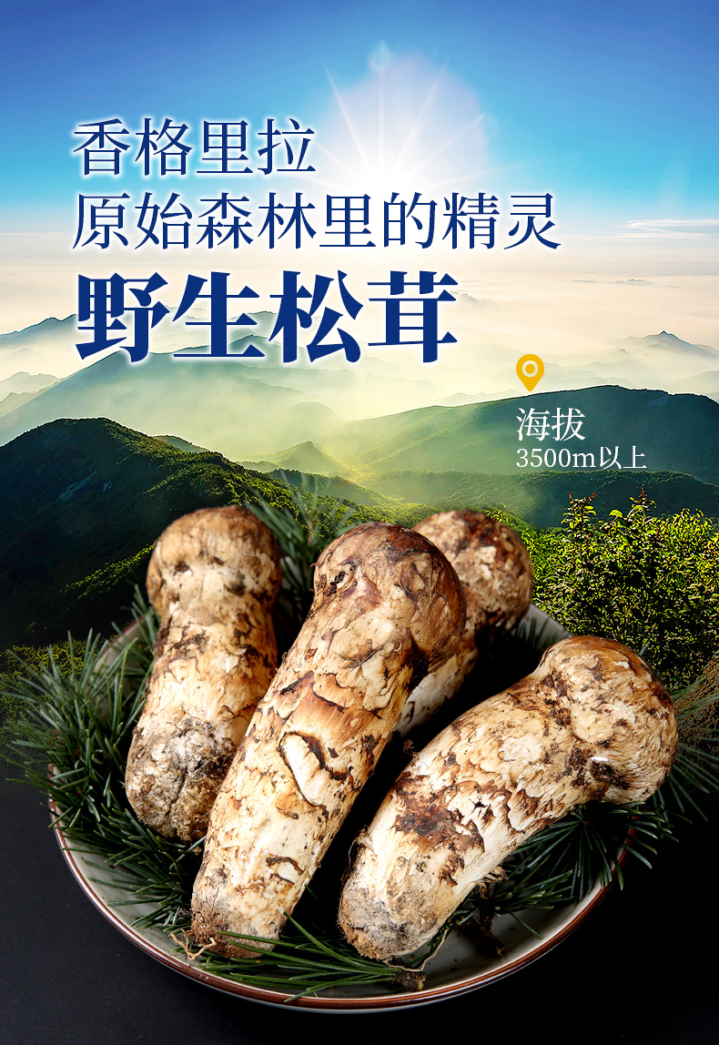 野生松茸冰鲜云南香格里拉特产野生菌松耸500g松茸菌出口级未开伞韩标