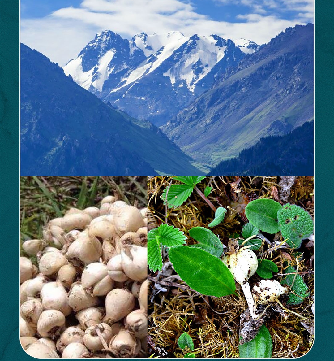 加拉文创馆西藏野生特产贝母川贝藏贝母230g*罐无硫