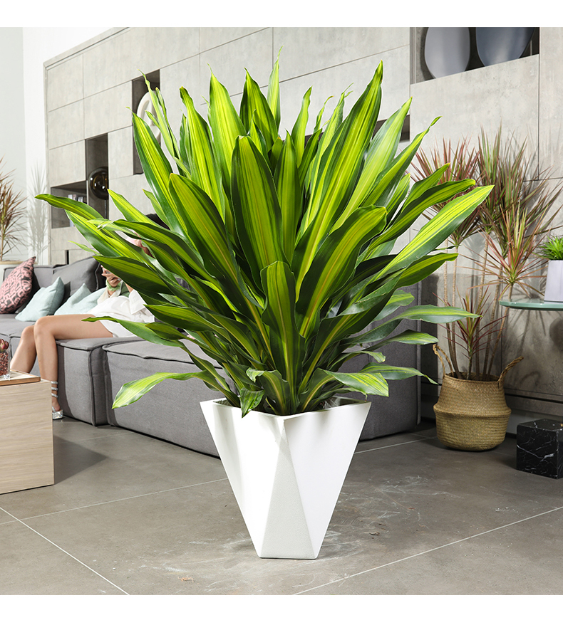 金心也门铁盆栽三株组合造型室内大型耐阴吸甲醛净化空气绿植 金心