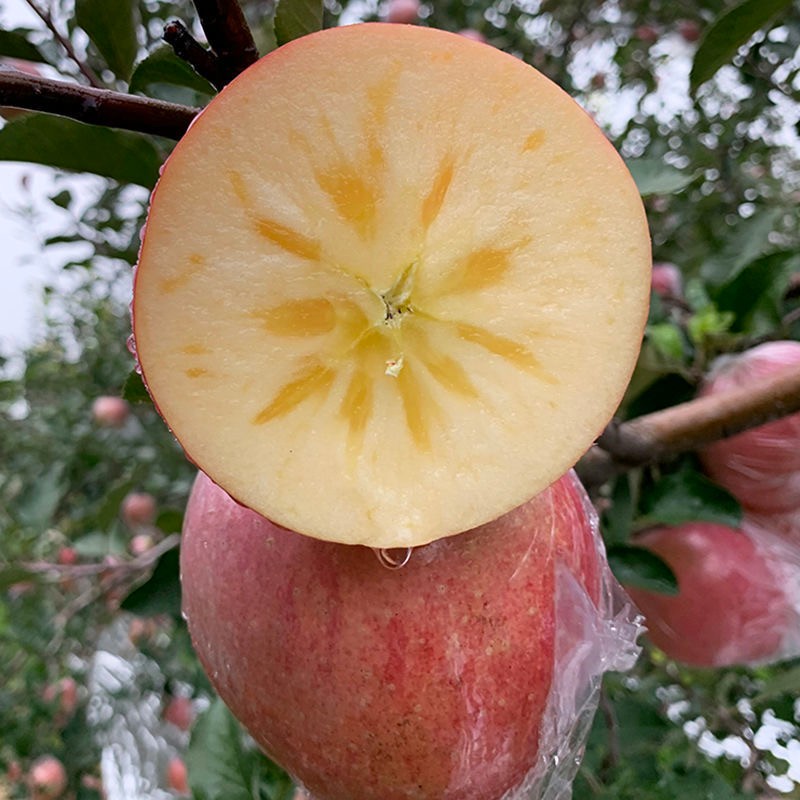 适用于顺丰速运山西运城红富士苹果当季脆甜冰糖心苹果45kg新鲜水果