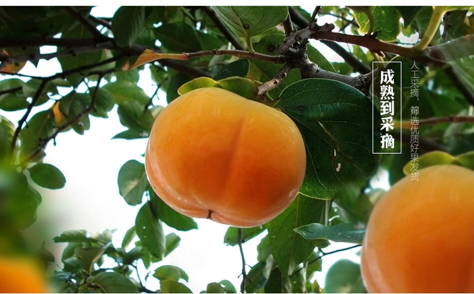 富有柿子12个礼盒装太秋甜柿脆甜当季水果新鲜硬柿子 5斤富有脆柿【特