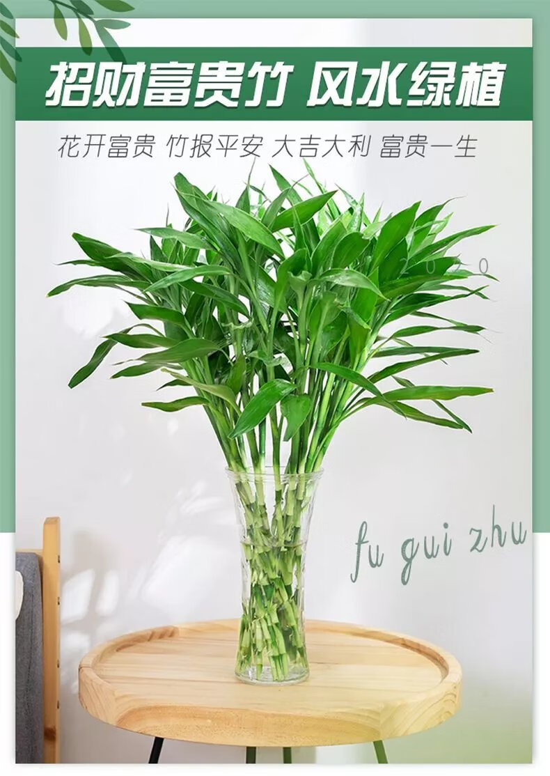 3，【現發】富貴竹水培植物盆栽綠植花卉室內花客厛水養綠蘿竹節節高 60CM10棵