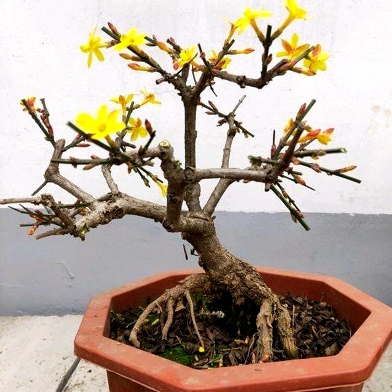 畅微小叶虎蹄迎春盆景造型老桩提根造型盆栽绿迎春花黄老虎连翘花苗