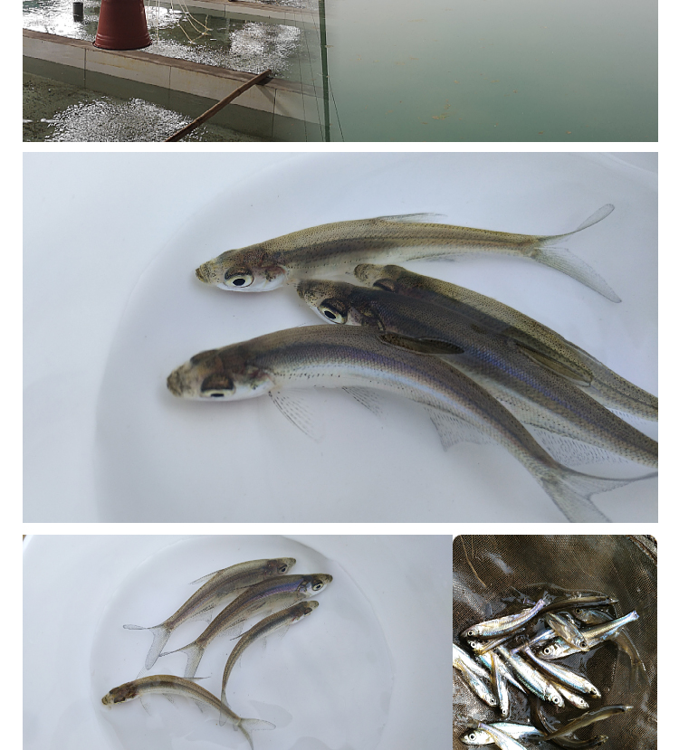 翘嘴鱼苗翘嘴苗翘嘴活物鱼苗翘嘴鱼鱼苗翘壳白小鱼苗淡水养殖食用 200