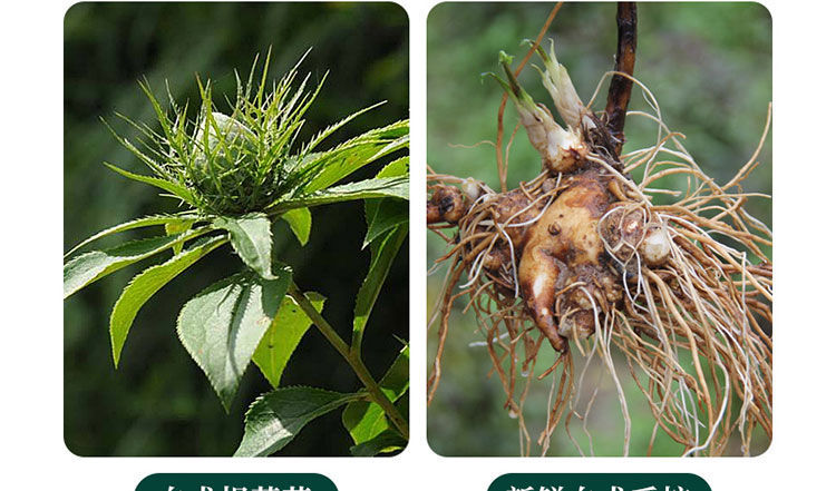 【白术】正宗野生磐安白术泡水新货批发价白术片补卜气血精选北京同仁