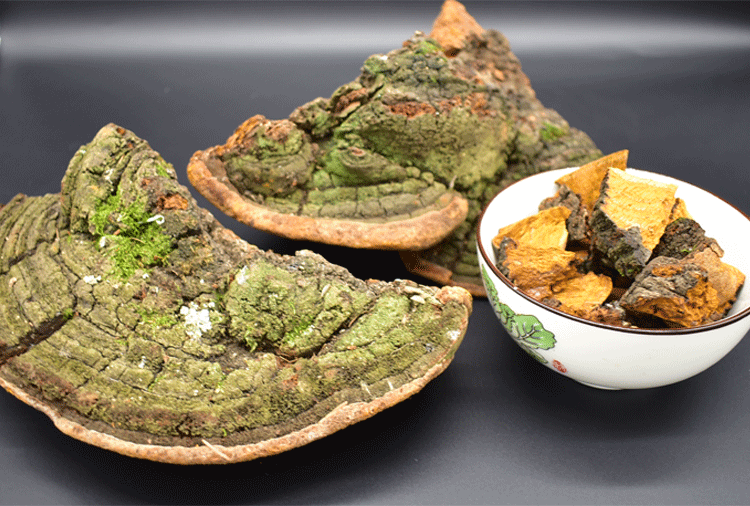 松针层孔菌野生长白山松木层孔菌松树桑黄灵芝整枝切片林芝250克