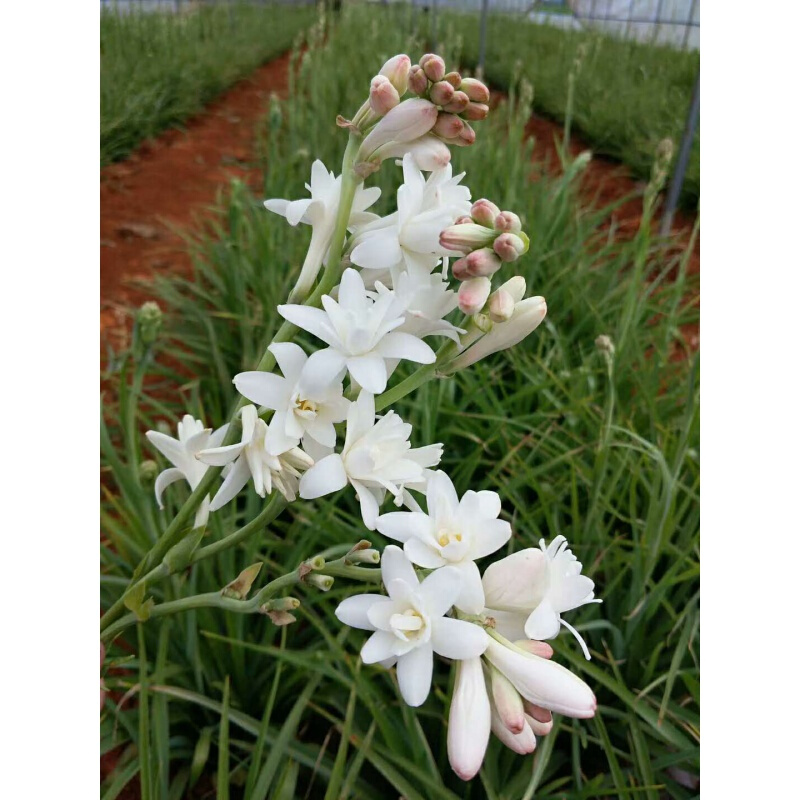 晚香玉种球夜来香浓香盆栽花卉白色粉色重瓣紫白双色一支花两个颜色