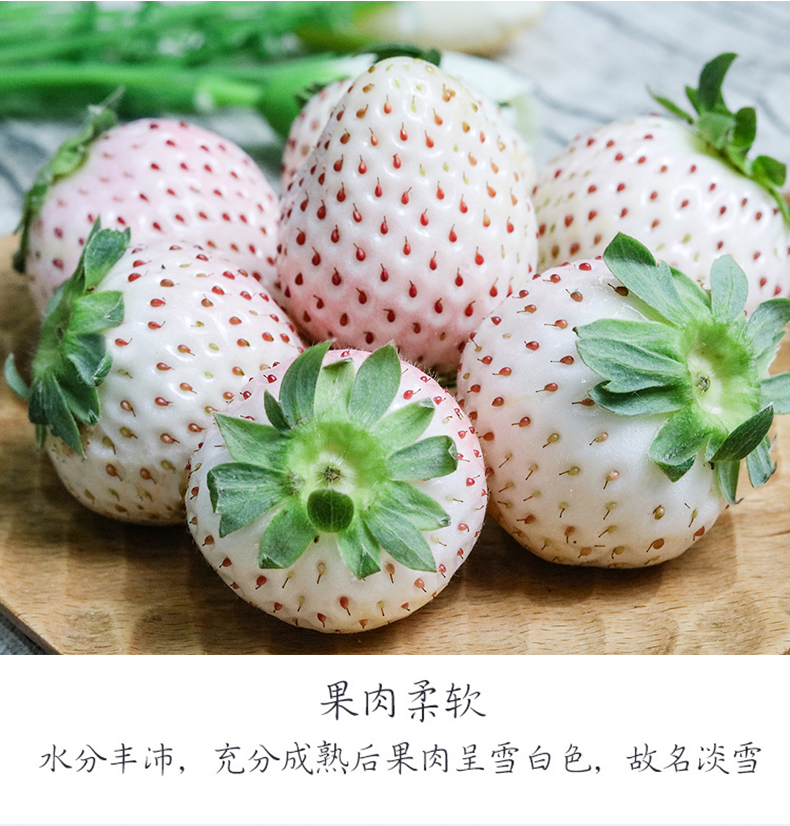 静乐鲜顺丰日本品种白草莓淡雪草莓白雪公主草莓新鲜水果天使草莓精品