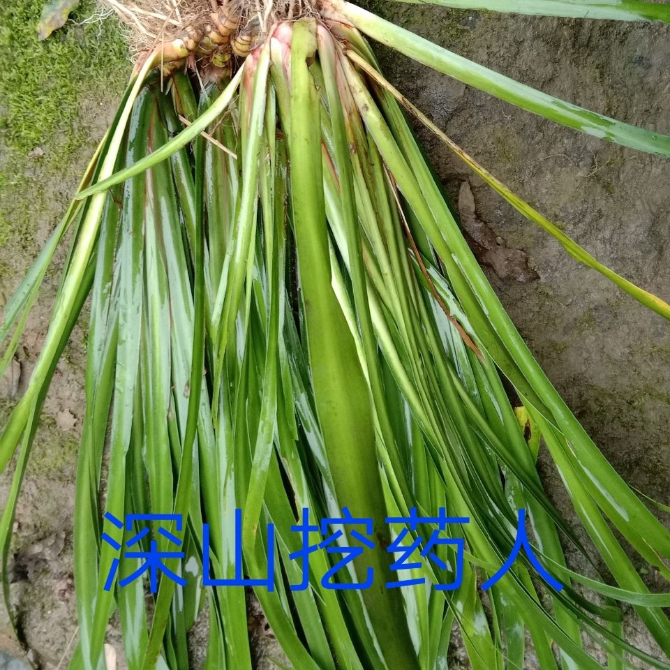 新鲜石菖蒲 山菖蒲 干艾草 孕妇泡澡泡脚 石菖蒲苗可盆栽 鲜石菖蒲1斤