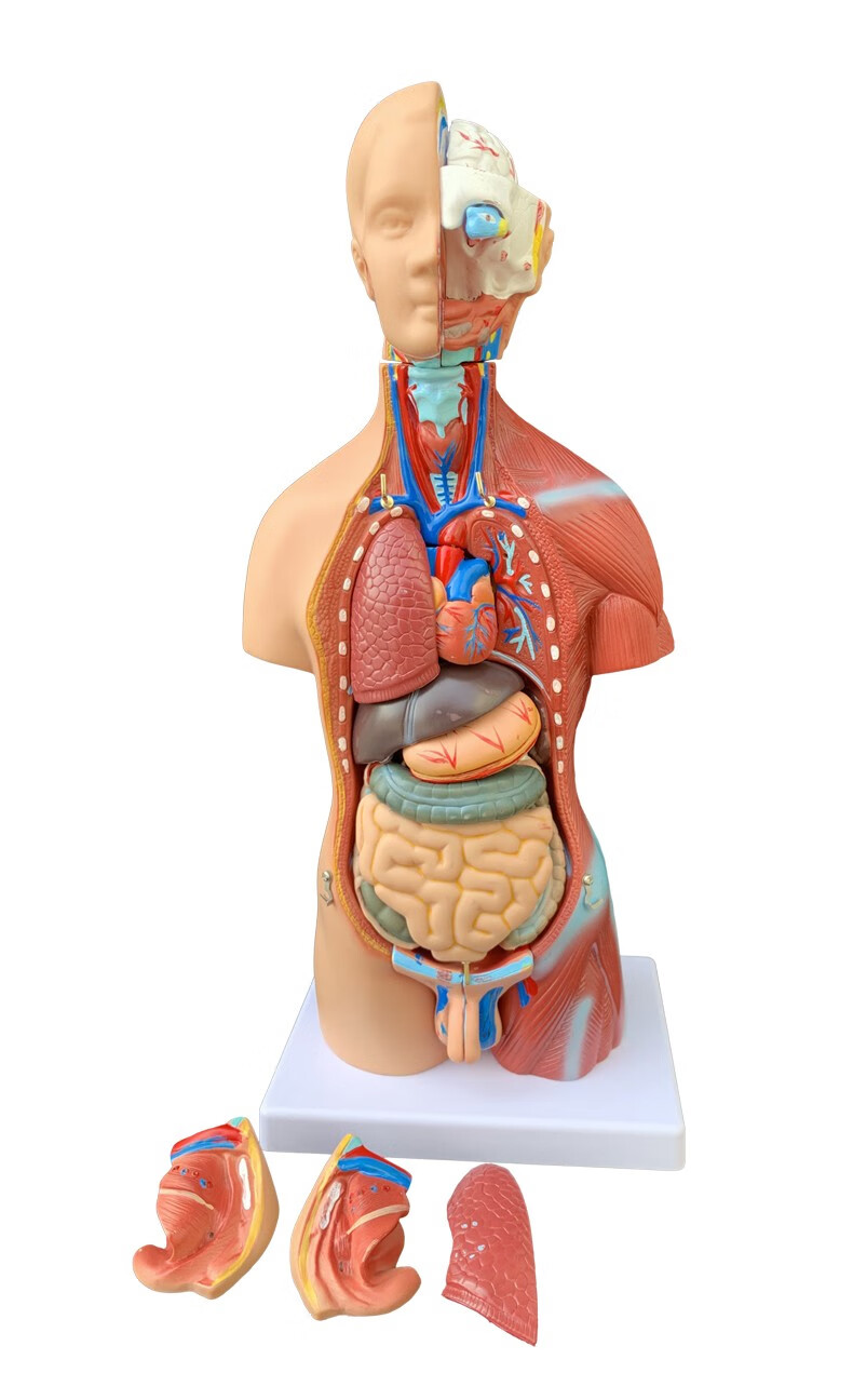 45cm两性躯干模型可拆23件人体解剖模型器官可拆卸医学