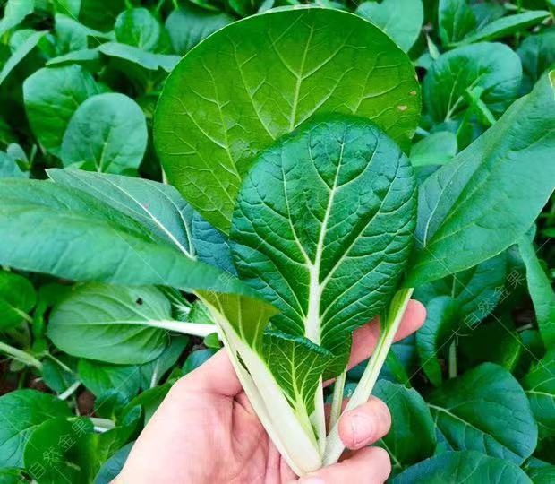 黑叶小白菜种子四季播叶菜油菜青菜籽阳台盆栽春秋季蔬菜种孑黑叶小