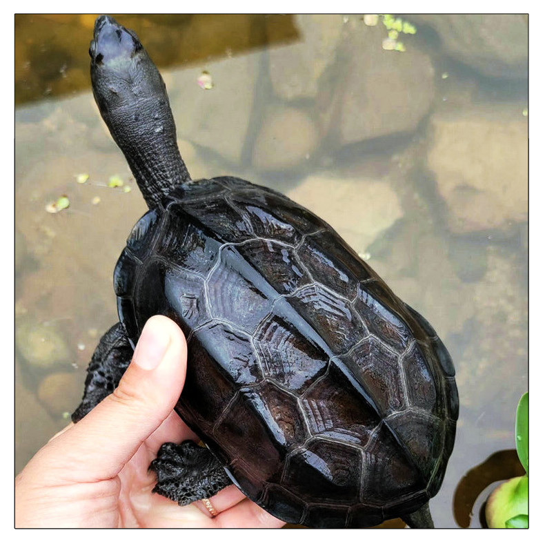 麦基乐墨龟纯种全黑中华草龟苗乌龟掌中宝乌龟活物镇宅顶墨半墨全墨