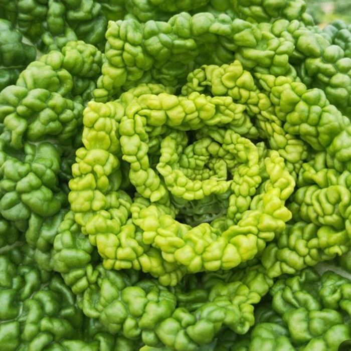 黄心乌现挖新鲜黄心菜塌地乌黄心菊花菜乌塌菜皱叶小白菜农家蔬菜4斤