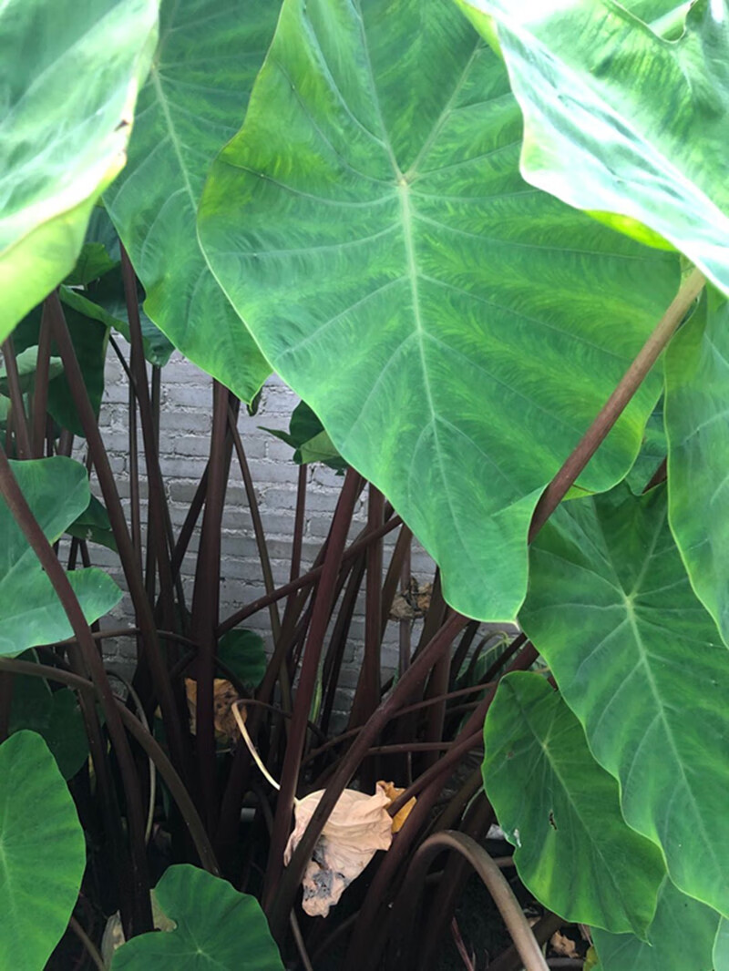 水培沼泽过滤箱挺水植物美人蕉莺尾水菖蒲水芋龟缸过滤水草铜钱草莺尾
