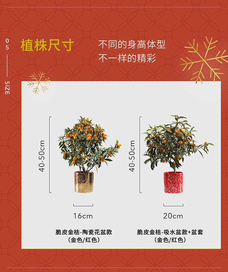 Flowerplus花加金桔年宵绿植盆栽春节喜庆客厅桌面美观装饰盆景金桔盆套款 红色 图片价格品牌报价 京东