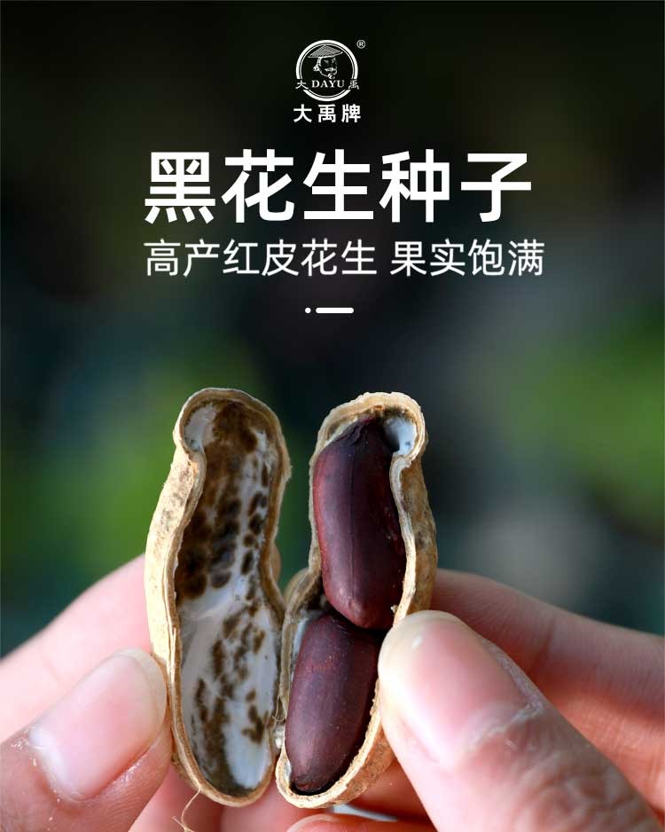 大禹黑皮花生种子春季高产山东带壳原种黑花生种子1斤带壳简装