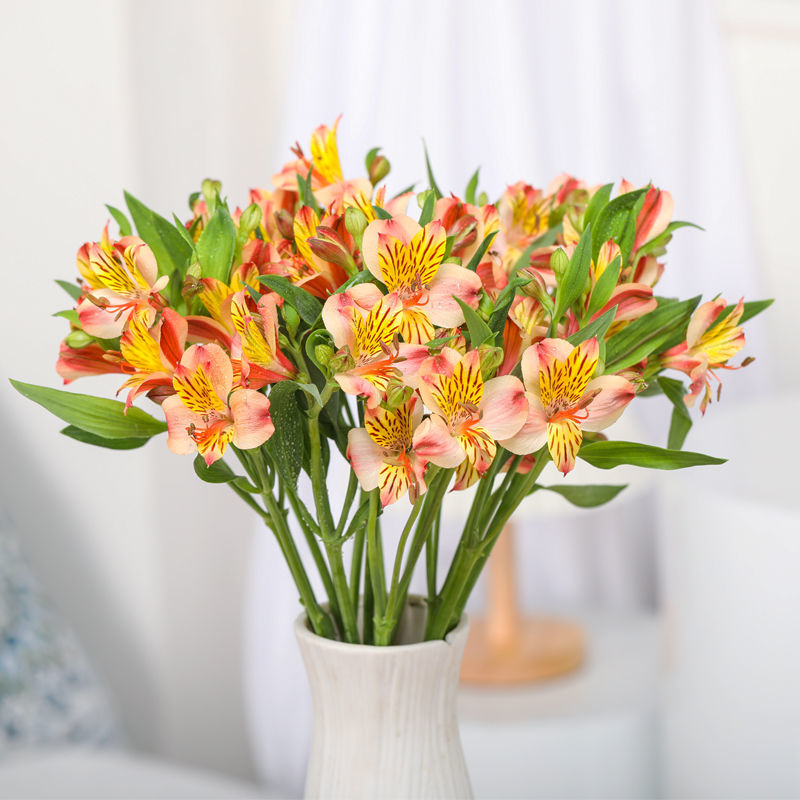 基地直发鲜花水仙百合六出花家庭办公室水养瓶插花水仙百合8支2支损