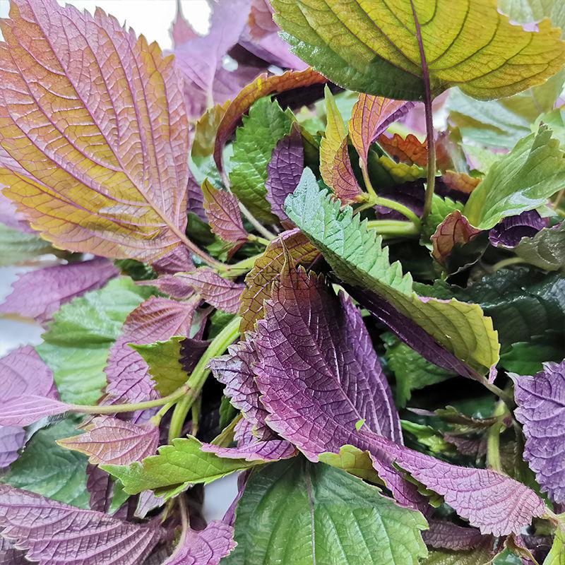 不是北方苏子叶】 新鲜紫苏1斤【图片 价格 品牌 报价】-京东