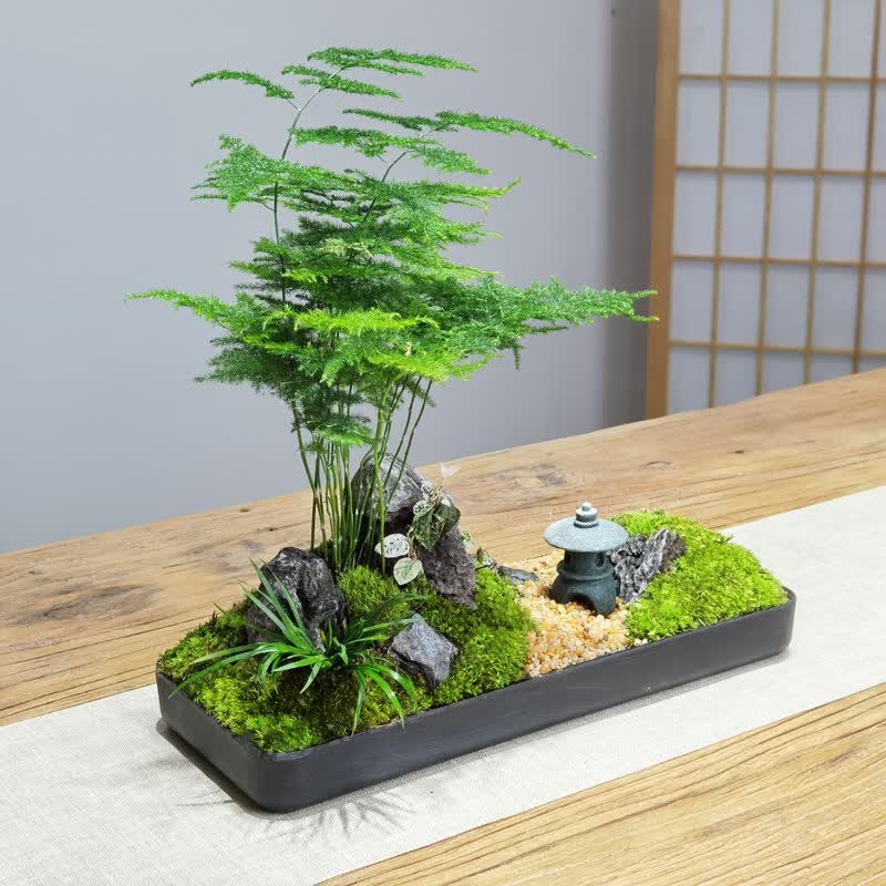 枯山水文竹盆景日式禅意苔藓微景观盆栽书房客厅办公茶桌茶几绿植文竹