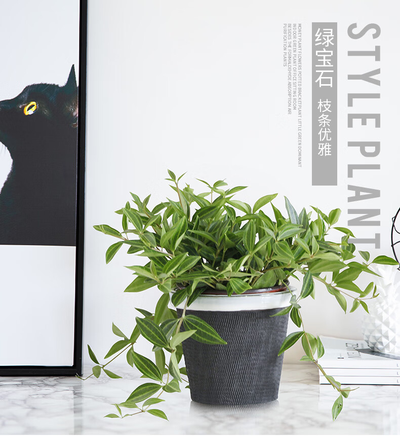 麦桑荷单品绿宝石室内办公室桌面净化空气创意绿植除甲醛盆栽绿宝石