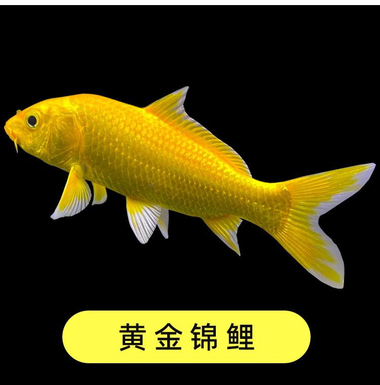 观赏鱼小型好养耐活鱼红白冷水淡水鱼苗龙凤招财金鱼57cm红草金10条