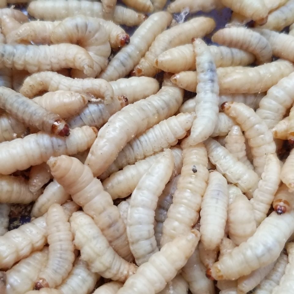 有仁堂玉米虫葡萄蜜虫活虫大蜡螟幼虫活体鱼饵画眉鸟饲料爬宠食物鸟食
