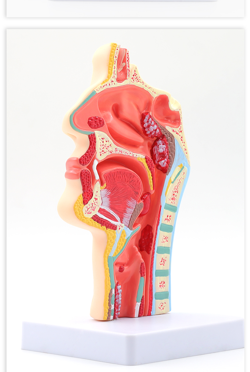 人体鼻腔解剖模型耳鼻喉科医学教学模型鼻子口腔鼻部结构组织模型