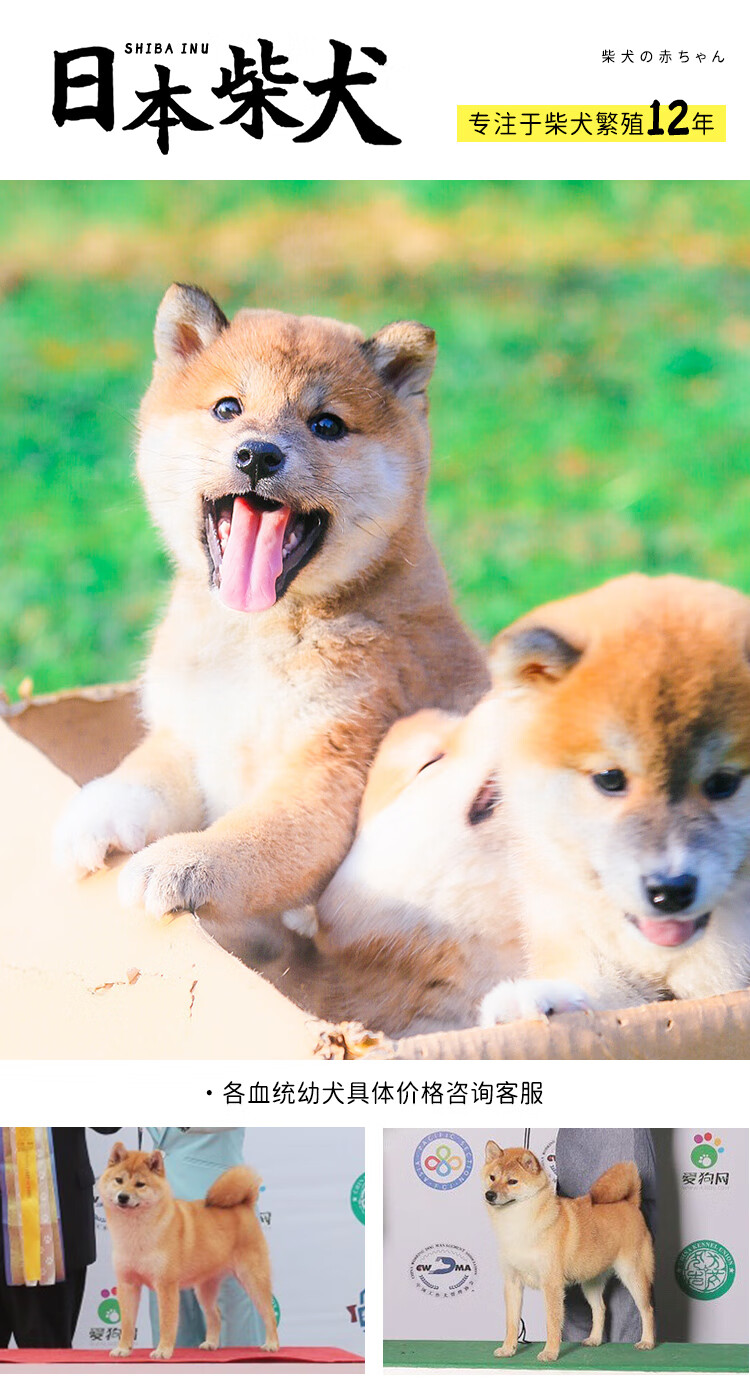 周り行進子猫柴犬一弓カストディアンカルシウムなので